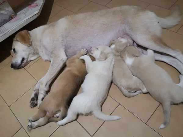 Cuccioli labrador 