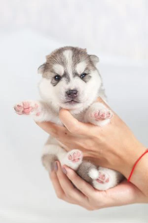 Cuccioli di husky per veri intenditori | Foto 6