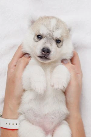 Cuccioli di husky per veri intenditori | Foto 5