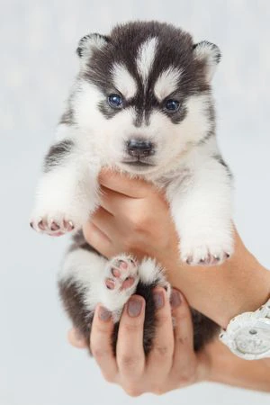 Cuccioli di husky per veri intenditori | Foto 4