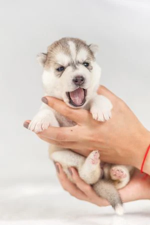 Cuccioli di husky per veri intenditori