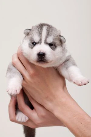 Cuccioli di husky per veri intenditori | Foto 3