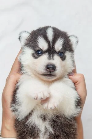 Cuccioli di husky per veri intenditori | Foto 2