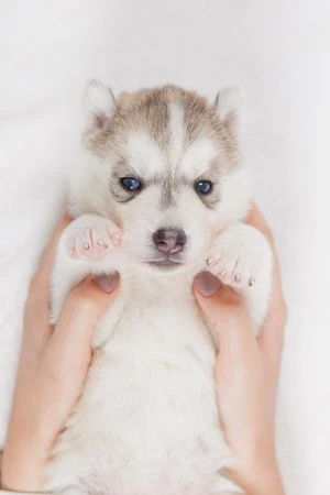 Cuccioli di husky per veri intenditori | Foto 1