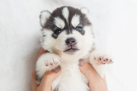 Cuccioli di husky per veri intenditori | Foto 0