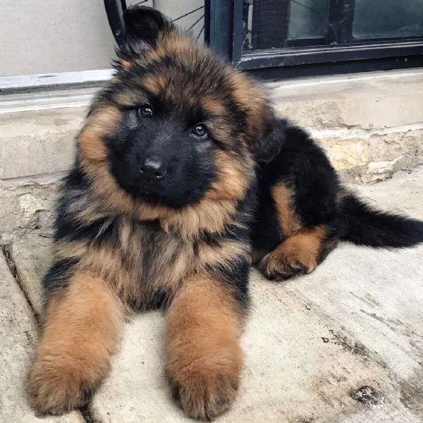 Adorabile cucciolo di pastore tedesco