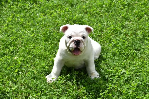 Cucciolo di bulldog Inglese TOTAL WHITE