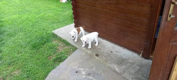 Cucciolo di bulldog Inglese TOTAL WHITE | Foto 4