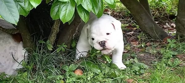 Cucciolo di bulldog Inglese TOTAL WHITE | Foto 1