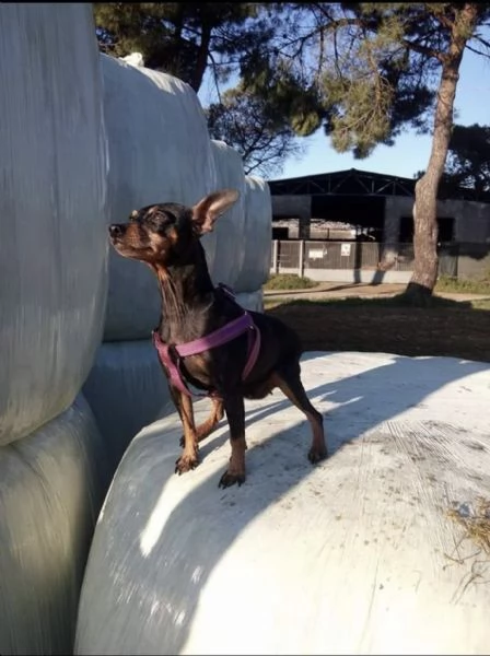 Cerco un Pinscher cucciolo 