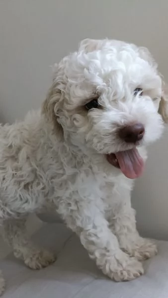 Cuccioli di razza Lagotto Romagnolo Purosangue | Foto 1