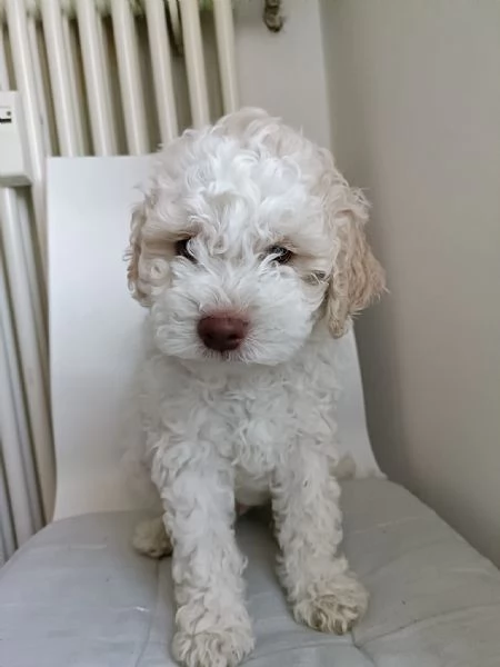 Cuccioli di razza Lagotto Romagnolo Purosangue | Foto 0