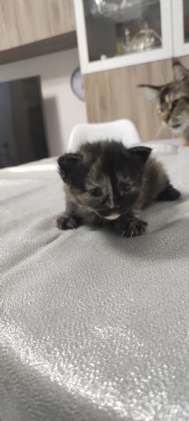 Cuccioli di Norvegese delle Foreste 