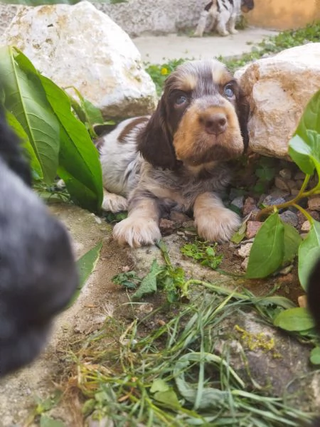 Cuccioli cocker spaniel inglese  | Foto 3