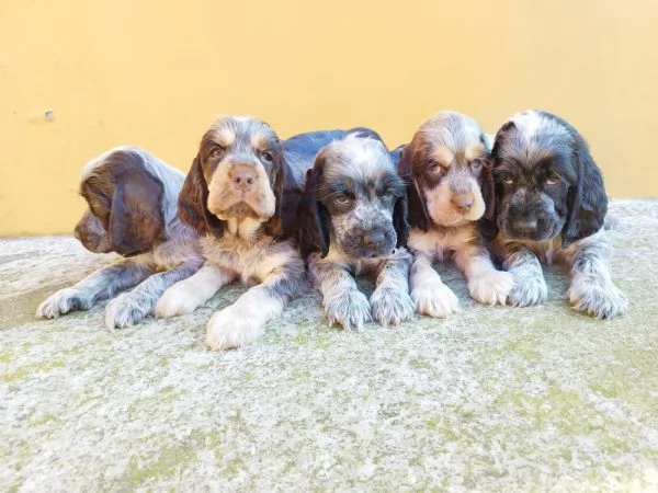 Cuccioli cocker spaniel inglese  | Foto 1