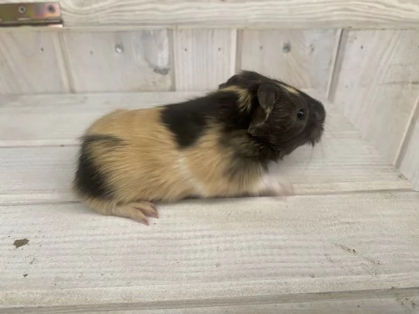 Vendo 3 cuccioli di cavia peruviana  | Foto 0