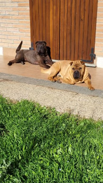 Cuccioli di Shar Pei fulvi e neri 