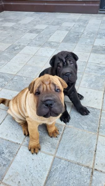 Cuccioli di Shar Pei fulvi e neri  | Foto 2