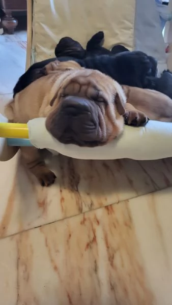 Cuccioli di Shar Pei fulvi e neri  | Foto 1