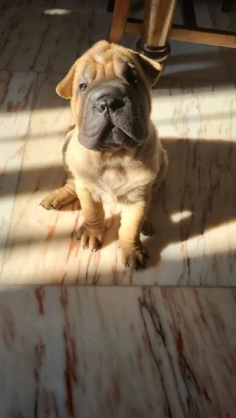 Cuccioli di Shar Pei fulvi e neri  | Foto 0