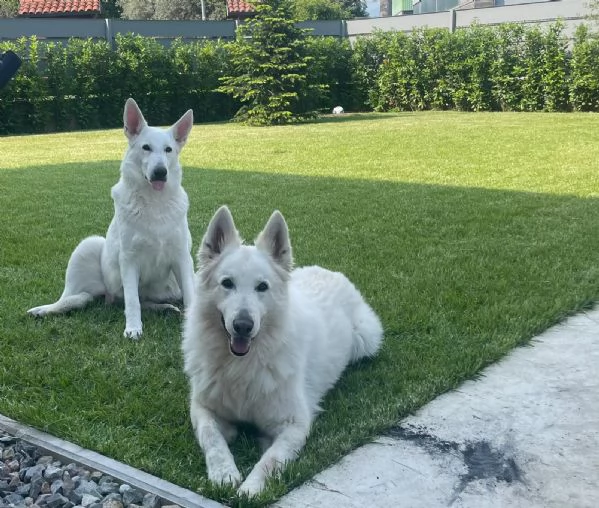 Cuccioli di cane Pastore Svizzero | Foto 5