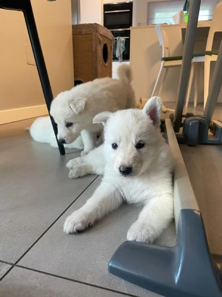 Cuccioli di cane Pastore Svizzero | Foto 4