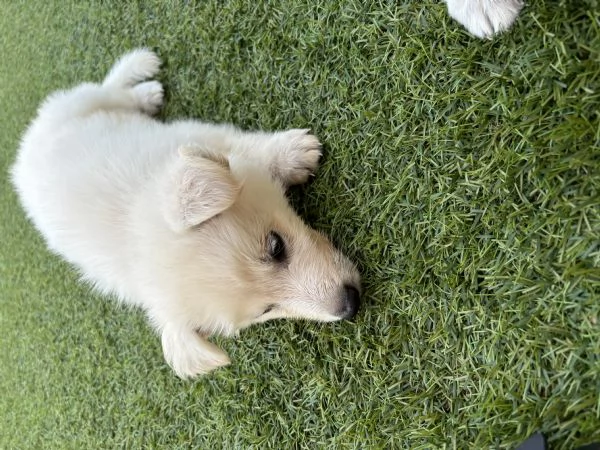 Cuccioli di cane Pastore Svizzero | Foto 3