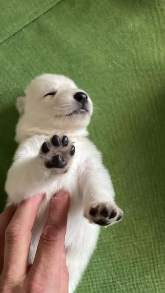 Cuccioli di cane Pastore Svizzero | Foto 1