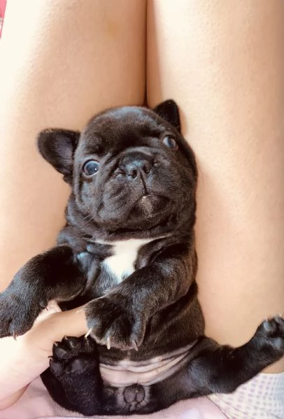 Cuccioli di bulldog francese | Foto 5