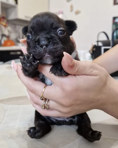 Cuccioli di bulldog francese | Foto 3