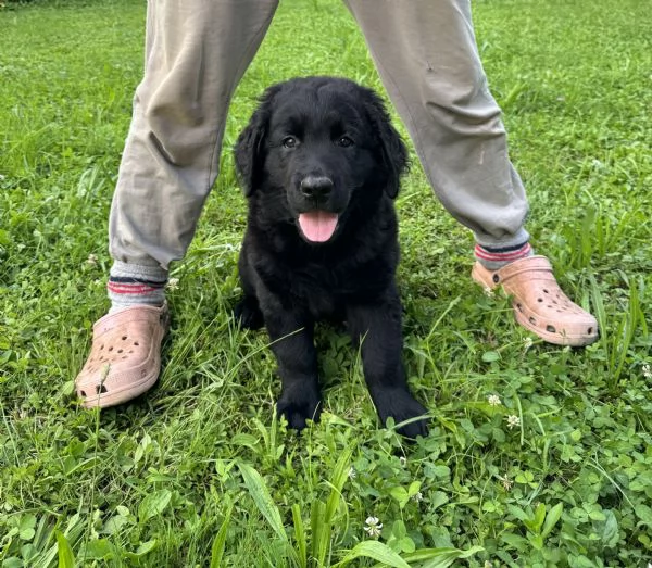 Cuccioli di Labrador disponibili