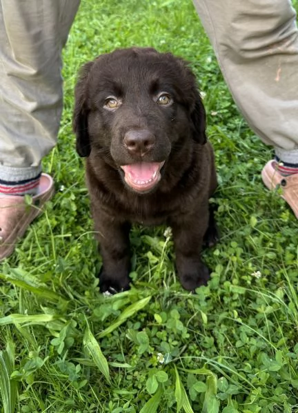 Cuccioli di Labrador disponibili | Foto 2