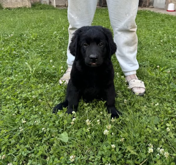 Cuccioli di Labrador disponibili | Foto 1