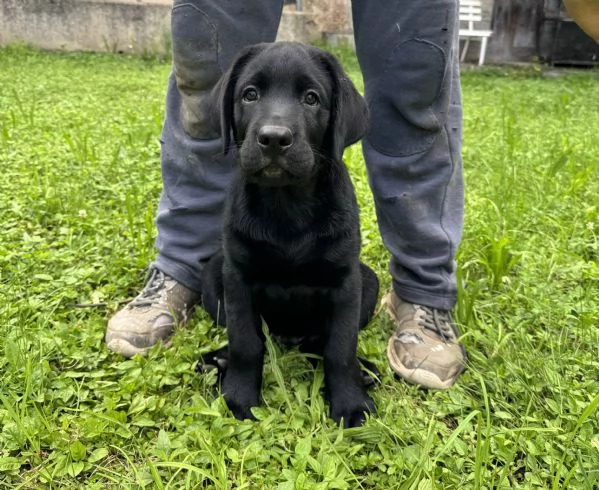 Cuccioli di Labrador disponibili | Foto 0