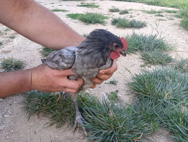 Vendo gallo australorp blue