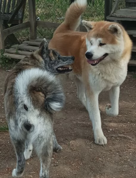 Bellissimi cuccioli da Akita Inu alta genealogia | Foto 4