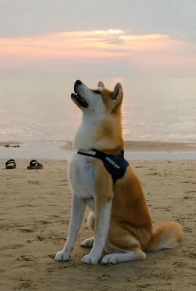 Bellissimi cuccioli da Akita Inu alta genealogia | Foto 0