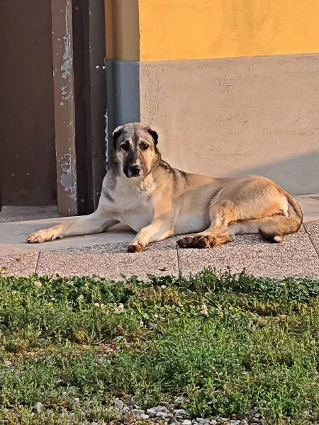 Cuccioli Pastore dellAsia Centrale | Foto 6