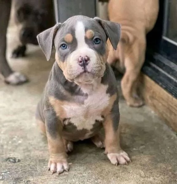 cuccioli di pitbull in adozione | Foto 1