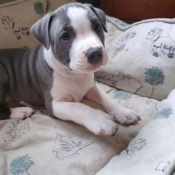 cuccioli di pitbull in adozione | Foto 0