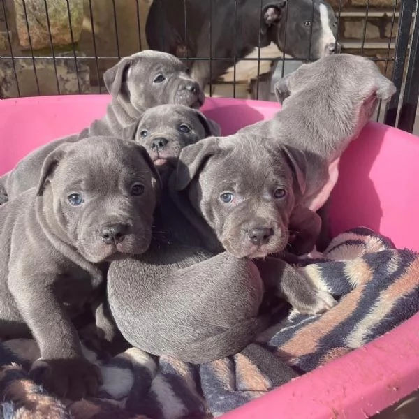 cuccioli di pitbull in adozione