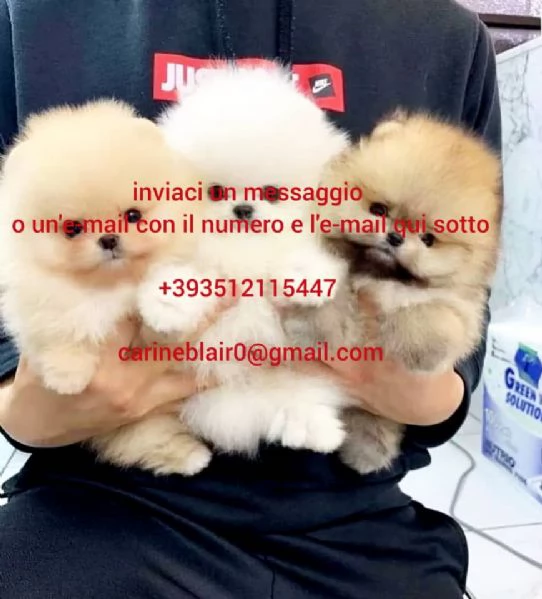 cuccioli di pomerania in adozione