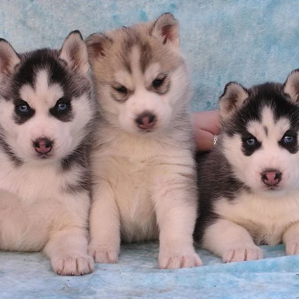 cuccioli di husky in adozione