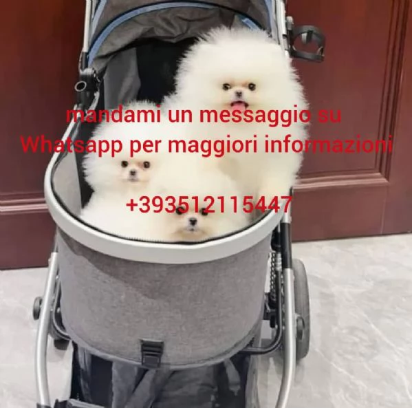 cuccioli di pomerania in adozione