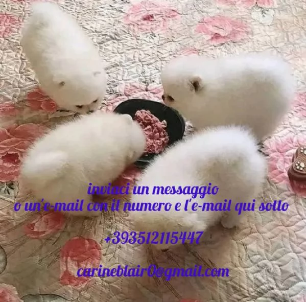 bellissimi cuccioli di pomerania in cerca di adozione