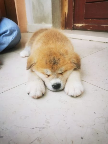 Akita inu