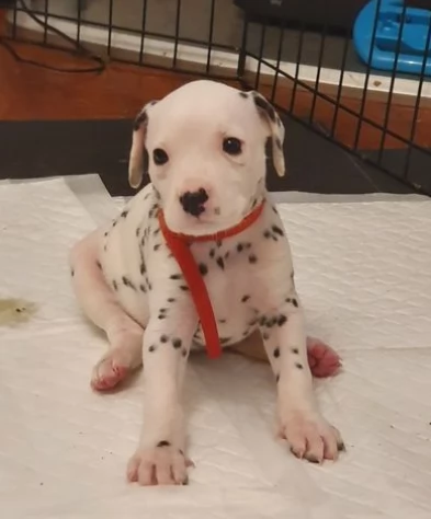 Meravigliosi cuccioli di dalmata