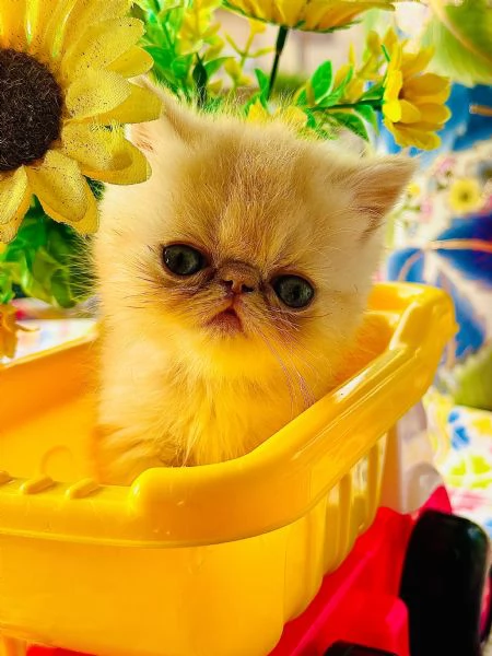 Exotic Shorthair  | Foto 0