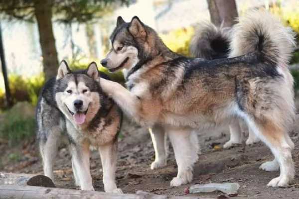 Cuccioli Alaskan Malamute  | Foto 3