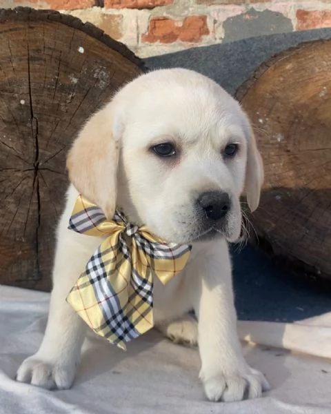 Cucciolo di Labrador 